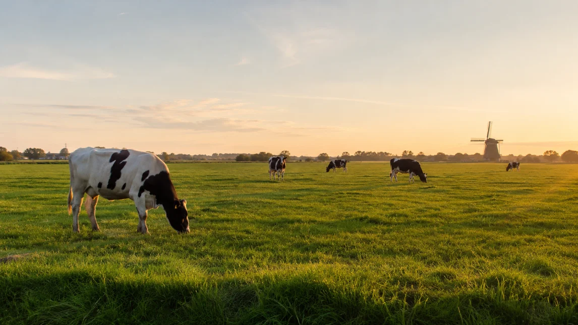 Koeien in de wei, gezond en met ruimte